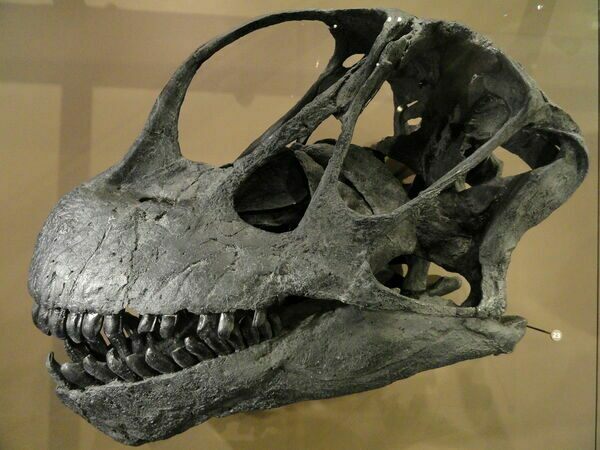 A Camarasaurus skull cast showing the spoon-shaped teeth.